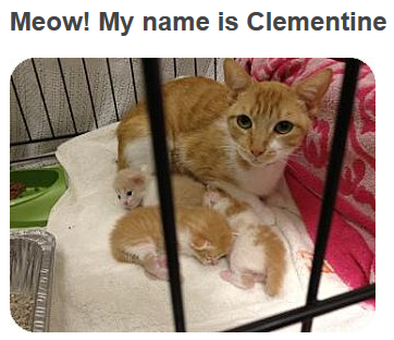 Adopting a cat - meet Clementine
