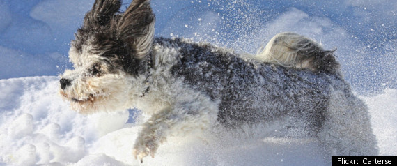 Frostbite: Taking Extra Care of Your Dog during Cold Weather