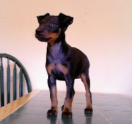Manchester Terrier - Dog Breed