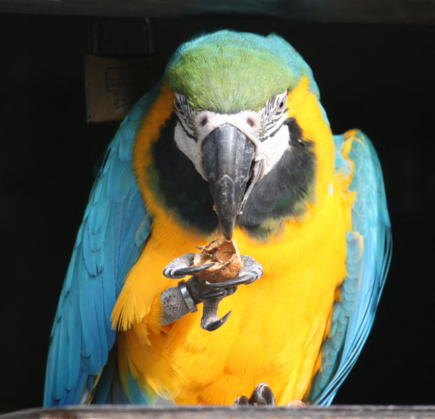 Parrot Species: McCaw