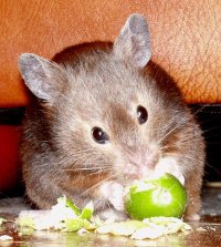 Hampsters as Pets for Children