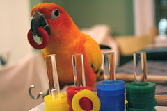 parrot-puzzle