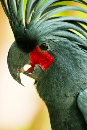 Parrot Care and Symptoms of Concern
