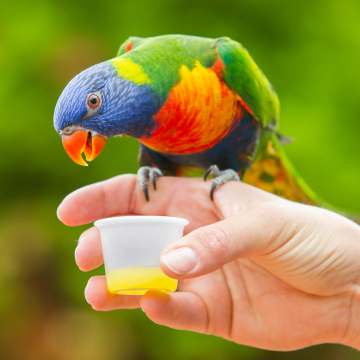 Parrot Training: 7 Tips
