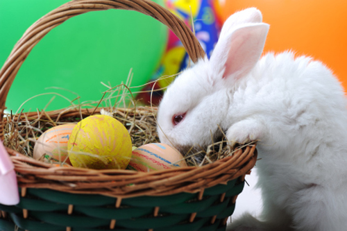 Pet Rabbit for Easter? The Easter Bunny Would Be Proud!