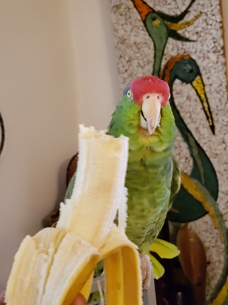 Angel the Parrot